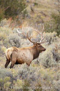 Bull elk in sage brush with large rack of antlers during the fall rut (mating season).  This bull elk has sparred with other bulls to establish his harem of females with which he hopes to mate, Cervus canadensis, Mammoth Hot Springs, Yellowstone National Park, Wyoming