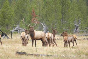 Bull elk, with large antlers, alongside female elk during rutting season, autumn.  A bull will defend his harem of 20 cows or more from competing bulls and predators. Only mature bulls have large harems and breeding success peaks at about eight years of age. Bulls between two to four years and over 11 years of age rarely have harems, and spend most of the rut on the periphery of larger harems. Young and old bulls that do acquire a harem hold it later in the breeding season than do bulls in their prime. A bull with a harem rarely feeds and he may lose up to 20 percent of his body weight while he is guarding the harem, Cervus canadensis, Yellowstone National Park, Wyoming