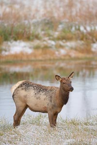 Elk, Cervus canadensis, Madison River, Yellowstone National Park, Wyoming