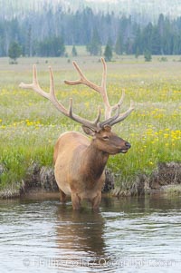 Elk in the Gibbon River, Cervus canadensis, Gibbon Meadows, Yellowstone National Park, Wyoming