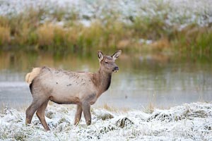 Female elk along the Madison River during an early fall snow, Cervus canadensis, Yellowstone National Park, Wyoming