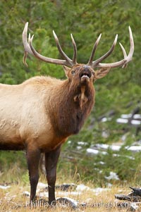 Male elk bugling during the fall rut. Large male elk are known as bulls. Male elk have large antlers which are shed each year. Male elk engage in competitive mating behaviors during the rut, including posturing, antler wrestling and bugling, a loud series of screams which is intended to establish dominance over other males and attract females, Cervus canadensis, Yellowstone National Park, Wyoming