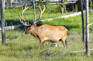 Bull elk, antlers bearing velvet, Gibbon Meadow. Elk are the most abundant large mammal found in Yellowstone National Park. More than 30,000 elk from 8 different herds summer in Yellowstone and approximately 15,000 to 22,000 winter in the park. Bulls grow antlers annually from the time they are nearly one year old. When mature, a bulls rack may have 6 to 8 points or tines on each side and weigh more than 30 pounds. The antlers are shed in March or April and begin regrowing in May, when the bony growth is nourished by blood vessels and covered by furry-looking velvet, Cervus canadensis, Gibbon Meadows