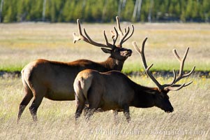 Bull elk, Gibbon Meadow, summer, Cervus canadensis, Gibbon Meadows, Yellowstone National Park, Wyoming