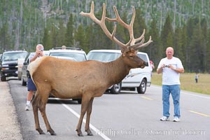 Tourists get a good look at wild elk who have become habituated to human presence in Yellowstone National Park, Cervus canadensis