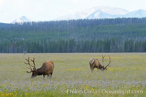 Elk grazing, Gibbon Meadow, Cervus canadensis, Gibbon Meadows, Yellowstone National Park, Wyoming