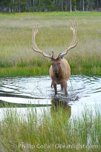 Elk in the Gibbon River, Cervus canadensis, Gibbon Meadows, Yellowstone National Park, Wyoming