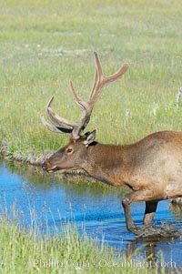 Elk in the Gibbon River, Cervus canadensis, Gibbon Meadows, Yellowstone National Park, Wyoming