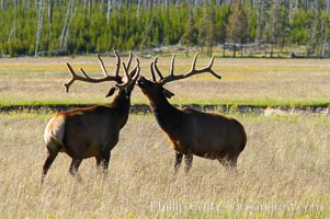 Bull elk spar to establish harems of females, Gibbon Meadow, Cervus canadensis, Gibbon Meadows, Yellowstone National Park, Wyoming