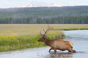 Elk in the Gibbon River, Cervus canadensis, Gibbon Meadows, Yellowstone National Park, Wyoming