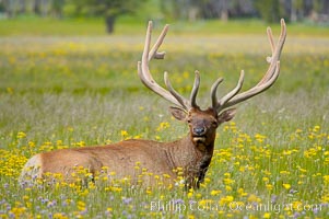 Elk graze and rest among wildflowers blooming in the Gibbon Meadow, summer, Cervus canadensis, Gibbon Meadows, Yellowstone National Park, Wyoming