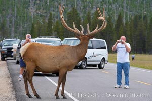 Tourists get a good look at wild elk who have become somewhat habituated to human presence in Yellowstone National Park, Cervus canadensis