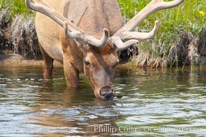 Elk in the Gibbon River, Cervus canadensis, Gibbon Meadows, Yellowstone National Park, Wyoming