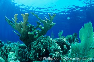 Staghorn coral on pristine Fijian coral reef, Acropora palifera, Wakaya  Island, Lomaiviti Archipelago