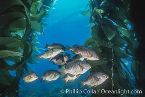 Black perch in kelp forest, Embiotoca jacksoni, San Clemente Island