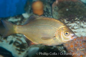 Striped sea perch, Embiotoca lateralis