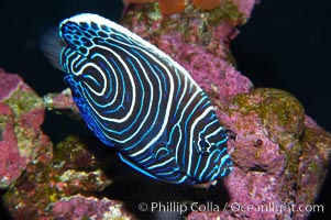 Emperor angelfish, juvenile coloration, Pomacanthus imperator