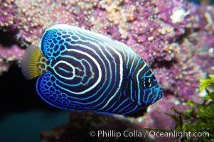 Emperor angelfish, juvenile coloration, Pomacanthus imperator