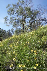 Bush sunflower, Batiquitos Lagoon, Carlsbad, Encelia californica