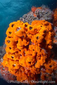 Encrusting sponges cover the lava reef, Cousins