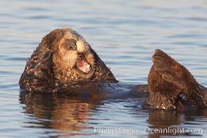 A sea otter, resting on its back, grooms the fur on its head.  A sea otter depends on its fur to keep it warm and afloat, and must groom its fur frequently, Enhydra lutris, Elkhorn Slough National Estuarine Research Reserve, Moss Landing, California