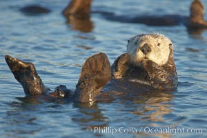 A sea otter, resting on its back, holding its paw out of the water for warmth.  While the sea otter has extremely dense fur on its body, the fur is less dense on its head, arms and paws so it will hold these out of the cold water to conserve body heat, Enhydra lutris, Elkhorn Slough National Estuarine Research Reserve, Moss Landing, California