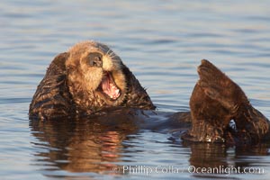 A sea otter, resting on its back, grooms the fur on its head.  A sea otter depends on its fur to keep it warm and afloat, and must groom its fur frequently, Enhydra lutris, Elkhorn Slough National Estuarine Research Reserve, Moss Landing, California