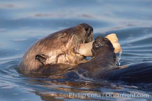 A sea otter eats a clam that it has taken from the shallow sandy bottom of Elkhorn Slough.  Because sea otters have such a high metabolic rate, they eat up to 30% of their body weight each day in the form of clams, mussels, urchins, crabs and abalone.  Sea otters are the only known tool-using marine mammal, using a stone or old shell to open the shells of their prey as they float on their backs, Enhydra lutris, Elkhorn Slough National Estuarine Research Reserve, Moss Landing, California