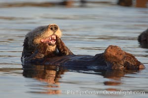 A sea otter, resting on its back, grooms the fur on its head.  A sea otter depends on its fur to keep it warm and afloat, and must groom its fur frequently, Enhydra lutris, Elkhorn Slough National Estuarine Research Reserve, Moss Landing, California