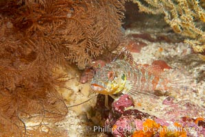 Unidentified fish, Epinephelus, Cousins