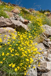 Clusters of desert poppy climb the steep sides of the Borrego Valley. Heavy winter rains led to a historic springtime bloom in 2005, carpeting the entire desert in vegetation and color for months, Eschscholzia parishii, Anza-Borrego Desert State Park, Borrego Springs, California