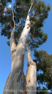 Eucalyptus tree, gum tree, Eucalyptus, Del Mar, California