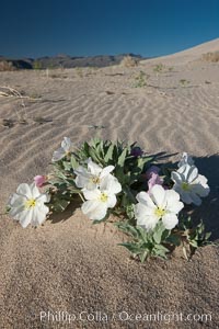 Eureka Valley Dune Evening Primrose.  A federally endangered plant, Oenothera californica eurekensis is a perennial herb that produces white flowers from April to June. These flowers turn red as they age. The Eureka Dunes evening-primrose is found only in the southern portion of Eureka Valley Sand Dunes system in Indigo County, California, Oenothera californica eurekensis, Oenothera deltoides, Death Valley National Park