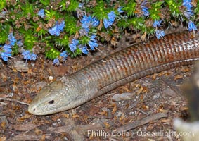 European glass lizard.  Without legs, the European glass lizard appears to be a snake, but in truth it is a species of lizard.  It is native to southeastern Europe, Pseudopus apodus