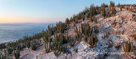 Extensive Forest of Cardon Cactus on the Summit Ridge of San Pedro Martir Island, Sea of Cortez, Mexico. The island and its marine life are, since 2002, part of the San Pedro Martir Biosphere Reserve, and is regarded as a natural laboratory of adaptive evolution, similar to that of the Galapagos Islands. It is home to 292 species of fauna and flora (both land-based and aquatic), with 42 species protected by Mexican law, and 30 listed on the Red List of Threatened Species. San Pedro Martir is also unique in the area for its year-round quantity of birds. The island is the only island in the area with a perpetually swirling cloud of sea birds. This is because the water around the island, has some of the most successful marine productivity in the world, Isla San Pedro Martir, Sonora