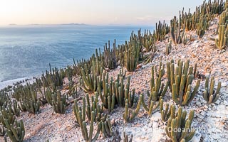 Extensive Forest of Cardon Cactus on the Summit Ridge of San Pedro Martir Island, Sea of Cortez, Mexico. The island and its marine life are, since 2002, part of the San Pedro Martir Biosphere Reserve, and is regarded as a natural laboratory of adaptive evolution, similar to that of the Galapagos Islands. It is home to 292 species of fauna and flora (both land-based and aquatic), with 42 species protected by Mexican law, and 30 listed on the Red List of Threatened Species. San Pedro Martir is also unique in the area for its year-round quantity of birds. The island is the only island in the area with a perpetually swirling cloud of sea birds. This is because the water around the island, has some of the most successful marine productivity in the world, Isla San Pedro Martir, Sonora