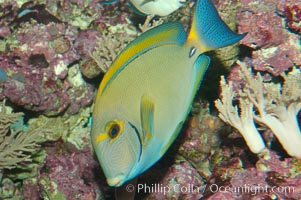 Eyestripe surgeonfish, Acanthurus dussumieri