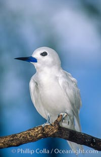 A white tern, or fairy tern, alights on a branch at Rose Atoll in American Samoa, Gygis alba, Rose Atoll National Wildlife Sanctuary