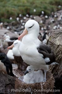 Black-browed albatross, adult on nest with chick, Thalassarche melanophrys, Westpoint Island