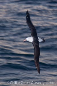 Black-browed albatross flying over the ocean, as it travels and forages for food at sea.  The black-browed albatross is a medium-sized seabird at 31-37" long with a 79-94" wingspan and an average weight of 6.4-10 lb. They have a natural lifespan exceeding 70 years. They breed on remote oceanic islands and are circumpolar, ranging throughout the Southern Ocean, Thalassarche melanophrys