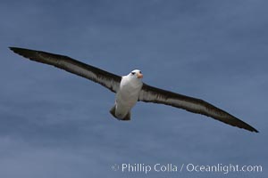 Black-browed albatross in flight, against a blue sky.  Black-browed albatrosses have a wingspan reaching up to 8', weigh up to 10 lbs and can live 70 years.  They roam the open ocean for food and return to remote islands for mating and rearing their chicks, Thalassarche melanophrys, Steeple Jason Island