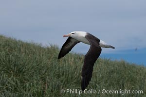 Black-browed albatross soaring in the air, near the breeding colony at Steeple Jason Island, Thalassarche melanophrys