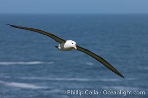 Black-browed albatross, in flight over the ocean.  The wingspan of the black-browed albatross can reach 10', it can weigh up to 10 lbs and live for as many as 70 years, Thalassarche melanophrys, Steeple Jason Island