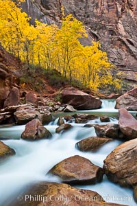 The Virgin River flows by autumn cottonwood trees, part of the Virgin River Narrows.  This is a fantastic hike in fall with the comfortable temperatures, beautiful fall colors and light crowds, Zion National Park, Utah