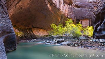 Flowing water and fall cottonwood trees, along the Virgin River in the Zion Narrows in autumn, Virgin River Narrows, Zion National Park, Utah