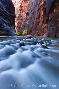 Cottonwood trees along the Virgin River, with flowing water and sandstone walls, in fall, Virgin River Narrows, Zion National Park, Utah