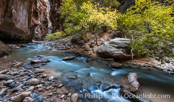 Fall Colors in the Virgin River Narrows, Zion National Park, Utah