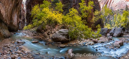 Fall Colors in the Virgin River Narrows, Zion National Park, Utah