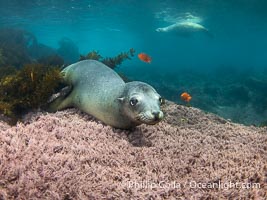 Female California sea lion laying on pink marine algae, Coronado Islands, Mexico. Another female rests at the surface in the background, and two orange garibaldi fish swim around over the reef, Zalophus californianus, Coronado Islands (Islas Coronado)