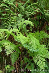 Ferns grow in the lush temperate rainforest of the Columbia River Gorge, Columbia River Gorge National Scenic Area, Oregon